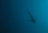 Large Shark.jpg
