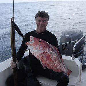 Freedive Red Snapper Copy