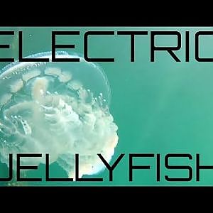 Electric Jellyfish Stunning Display - YouTube