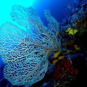 Aquaventure - Addu Reef (28).jpg
