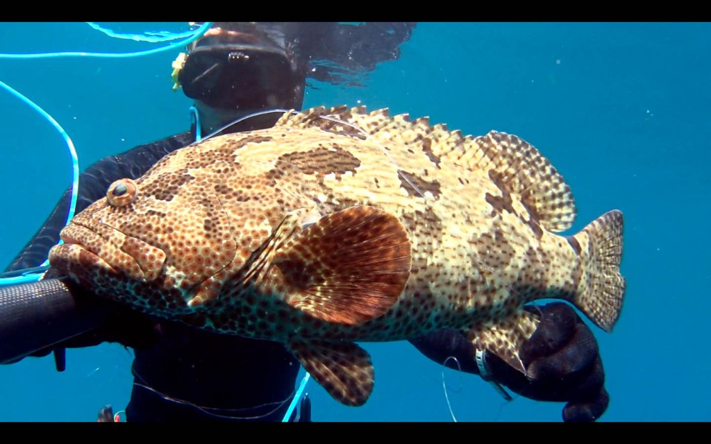 15m Grouper_1440PIX.jpg