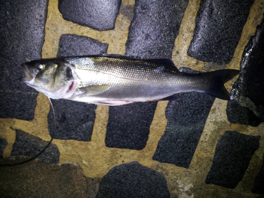 20140911_050645.jpg