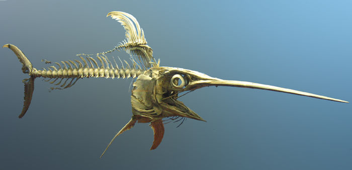 700px-Swordfish_skeleton.jpg