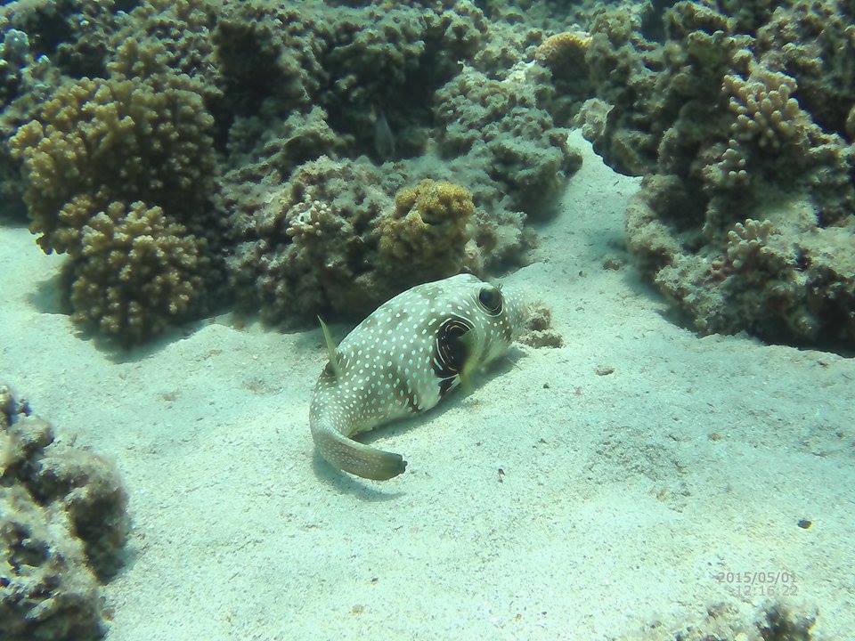 Diving shot by AEE S71 action cam 1.jpg