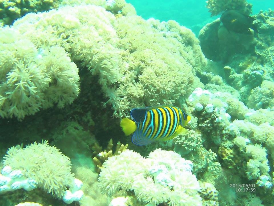 Diving shot by AEE S71 action cam 4.jpg