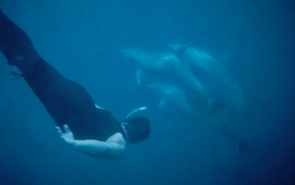 dolphine dive.jpg