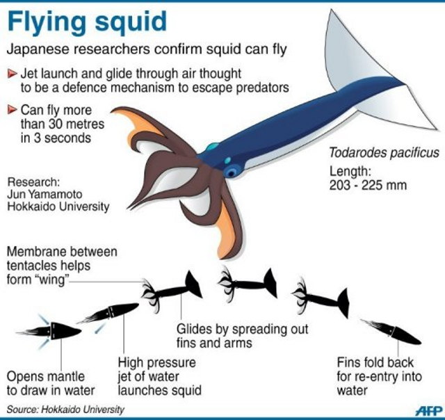 flying-squid-3.jpg