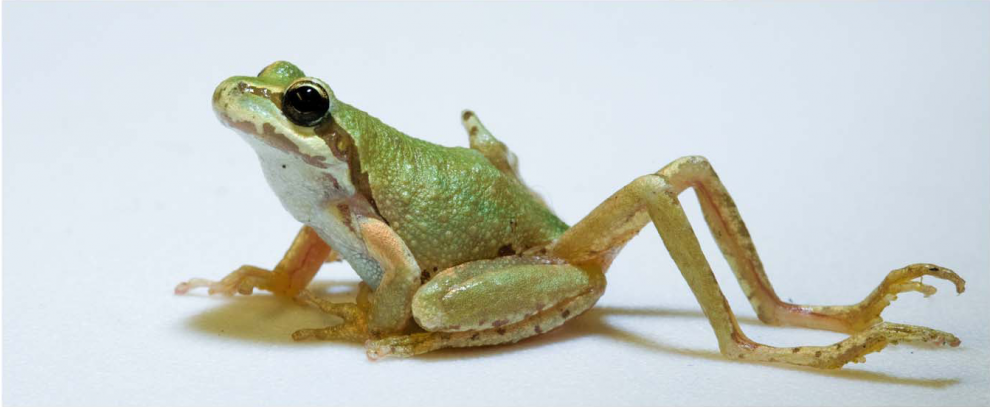 frog-legs-990x407.png