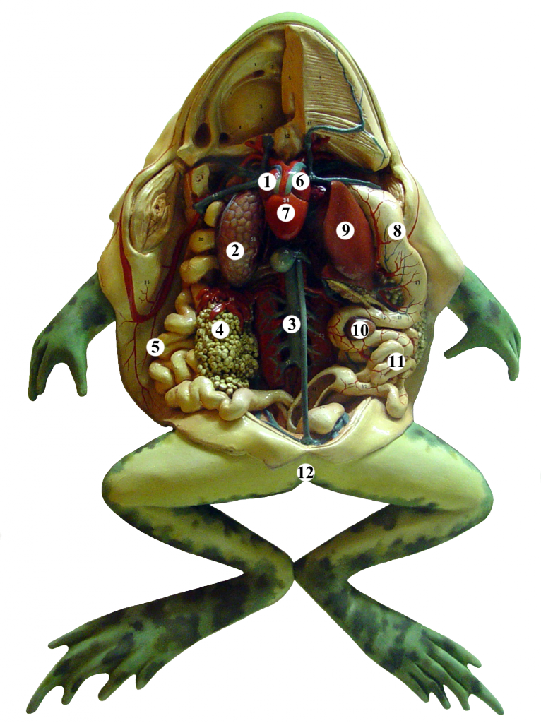 Frog_anatomy_tags.PNG