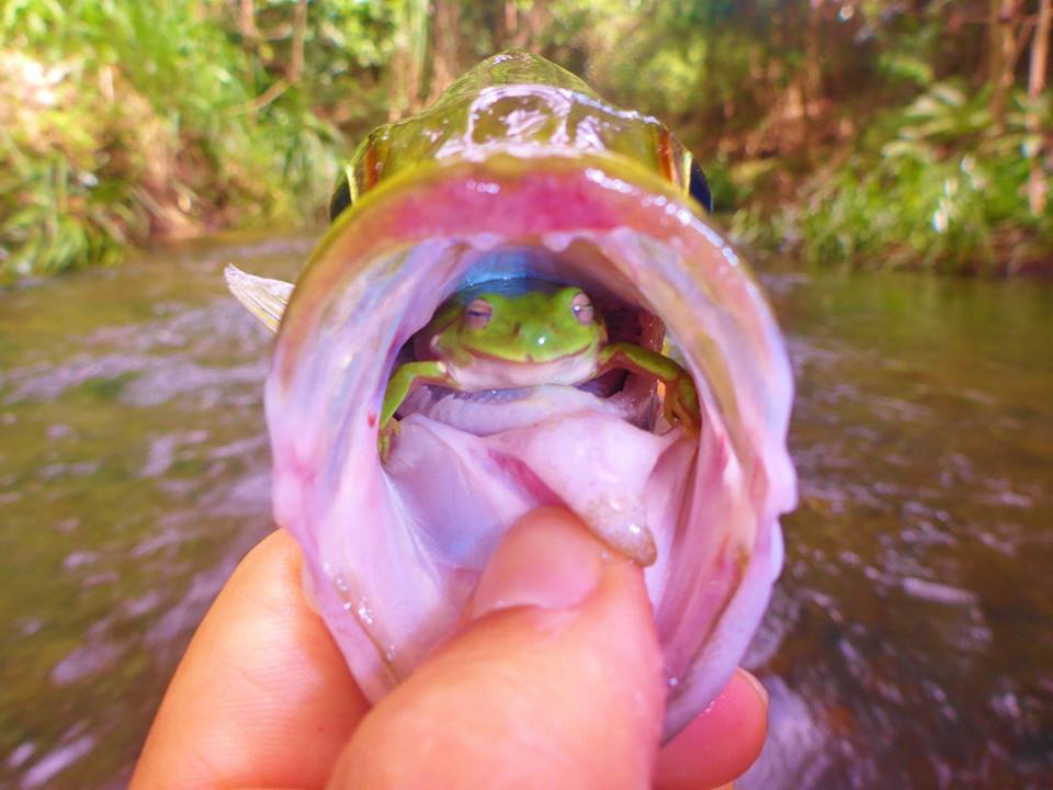 from-z-man-lures-australia-.jpg