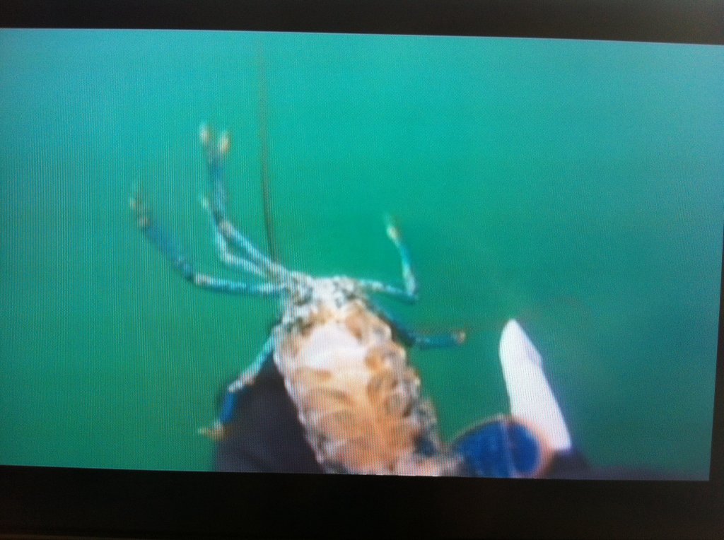 image.jpg