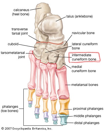 InkedBones foot tarsal bones talus metatarsal calcaneus LI