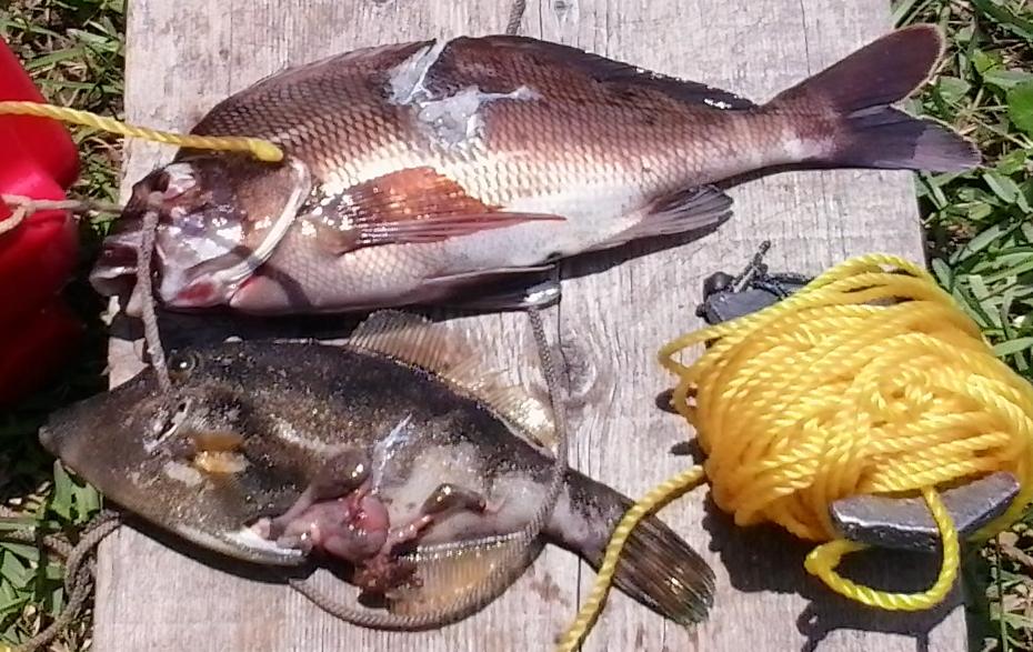 morwong and leatherjacket.jpg