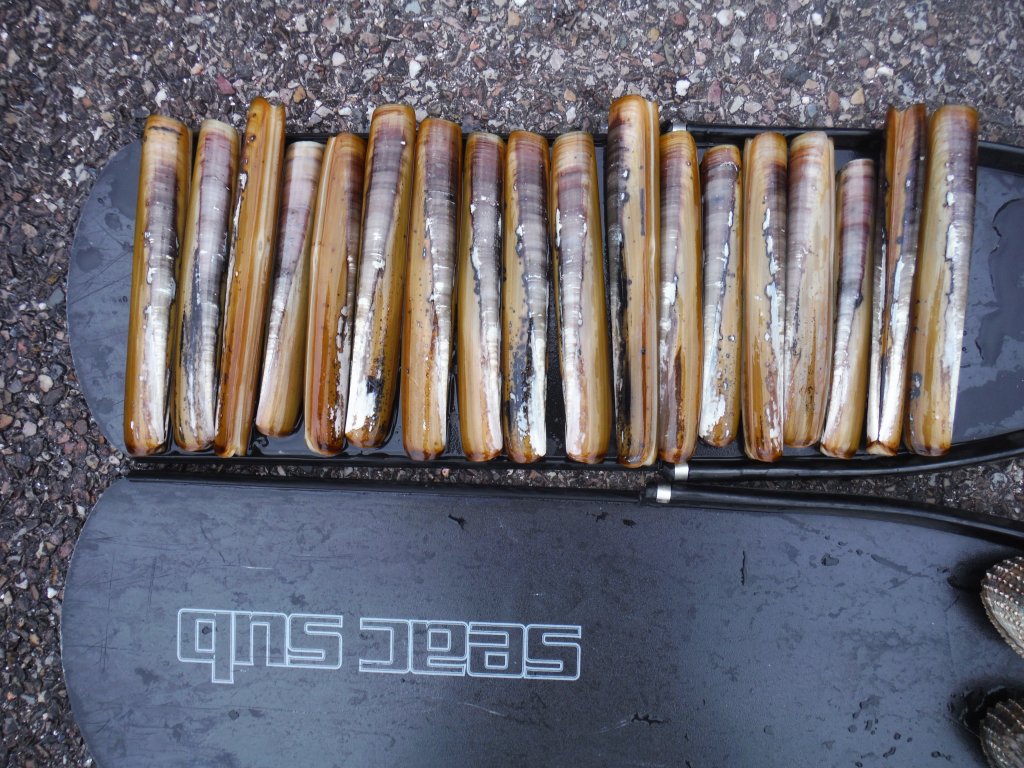 razor clams 004.JPG