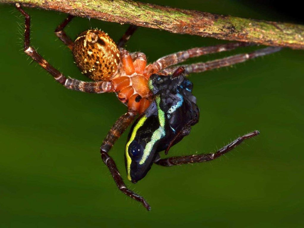 researchers-in-the-rainforest-took-this-fantastic-image-of-a-spider-eating-a-frog.jpg