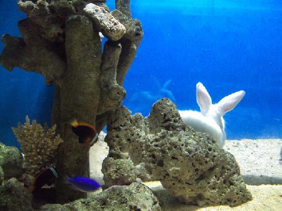 underwater-rabbit-cool.jpg