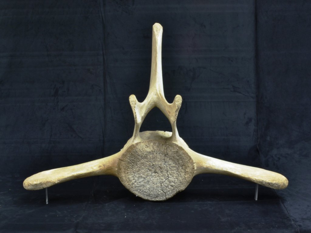 whale vertebra.jpg