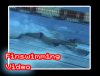 finswimming_video.jpg