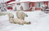 polar bear home security.jpg