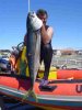 Attie Yellowtail 18kg.jpg