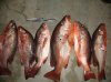 20 kilos of snapper.jpg