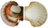 opened_scallop.jpg