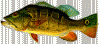 LBF_Peacock_Bass.gif