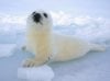 babyharpseal2-250x187.jpg