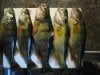 sized michigan perch 008.jpg