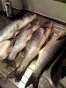 fish.jpg