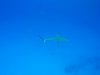 reef-shark-bahamas.jpg