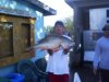 spearfishing thursday feb 11, 2009 009.jpg