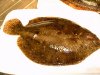 brill or turbot.JPG