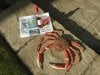 2009_0601devonspidercrab0239.jpg