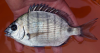 WhiteBream1.png