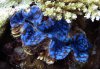 IMG_0388_blue clam_25%.jpg