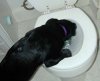 puppy-toilet.jpg