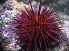 sea-urchin2.jpg