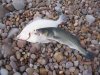 budleigh fish002.JPG