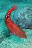 Pseudolabrus luculentus - Luculentus Wrasse 05.jpg