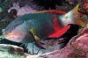 Notolabrus gymnogenis - Crimson Banded Wrasse 01.jpg