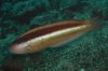 Ophthalmolepis lineolata - Maori Wrasse 06.jpg