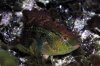 Pictilabrus laticlavius - Senator Wrasse 5.jpg