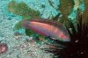 Suezichthys arquatus - Painted Rainbow Wrasse 4.jpg