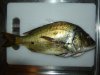 Bream.jpg