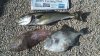 Aug 2012 Trigger fish 2lb 1oz.jpg