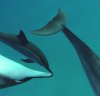 deepdolphins.jpg