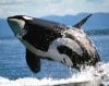 do-killer-whales-eat-people.jpg