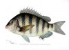 Sheepshead.jpg