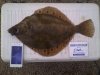 plaice 1.55kgs 12th april 15.jpg